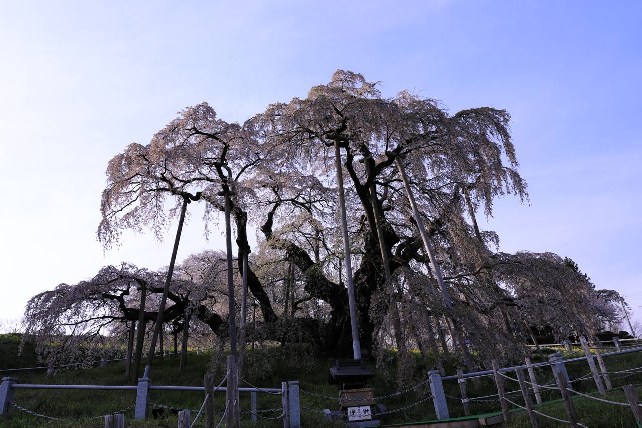 三春滝桜