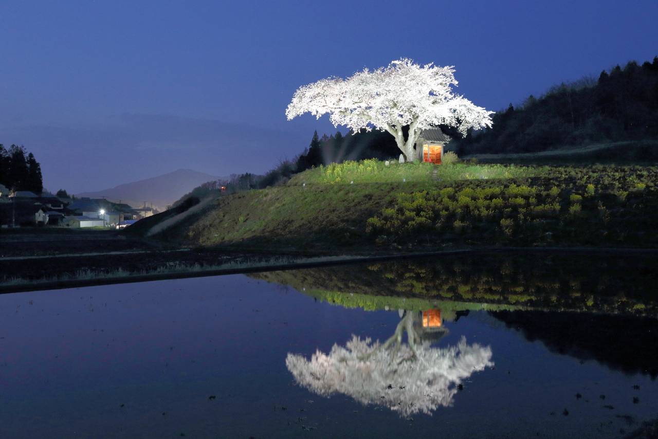 小沢の桜（ライトアップ）