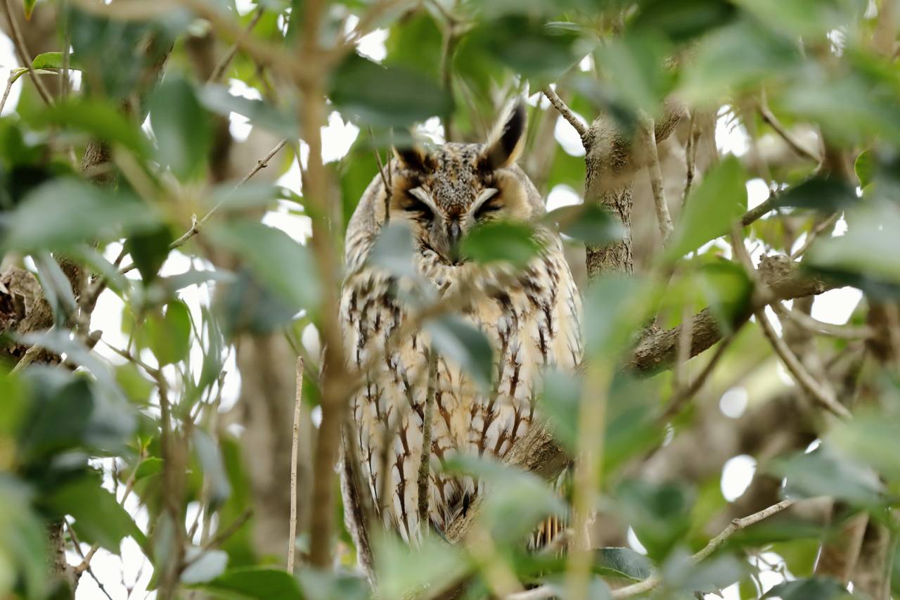 仙台市農業園芸センターに野生のフクロウがいる