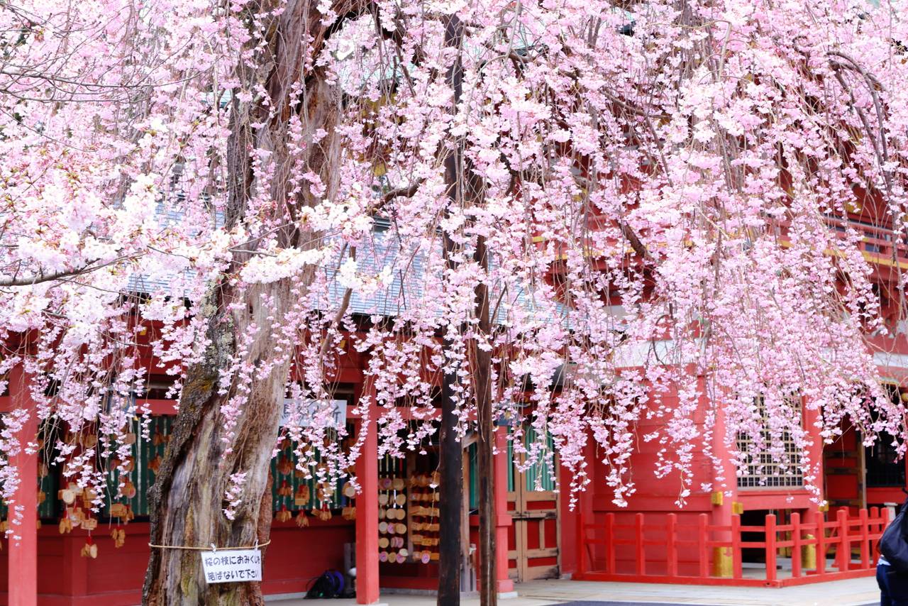 塩釜神社の桜