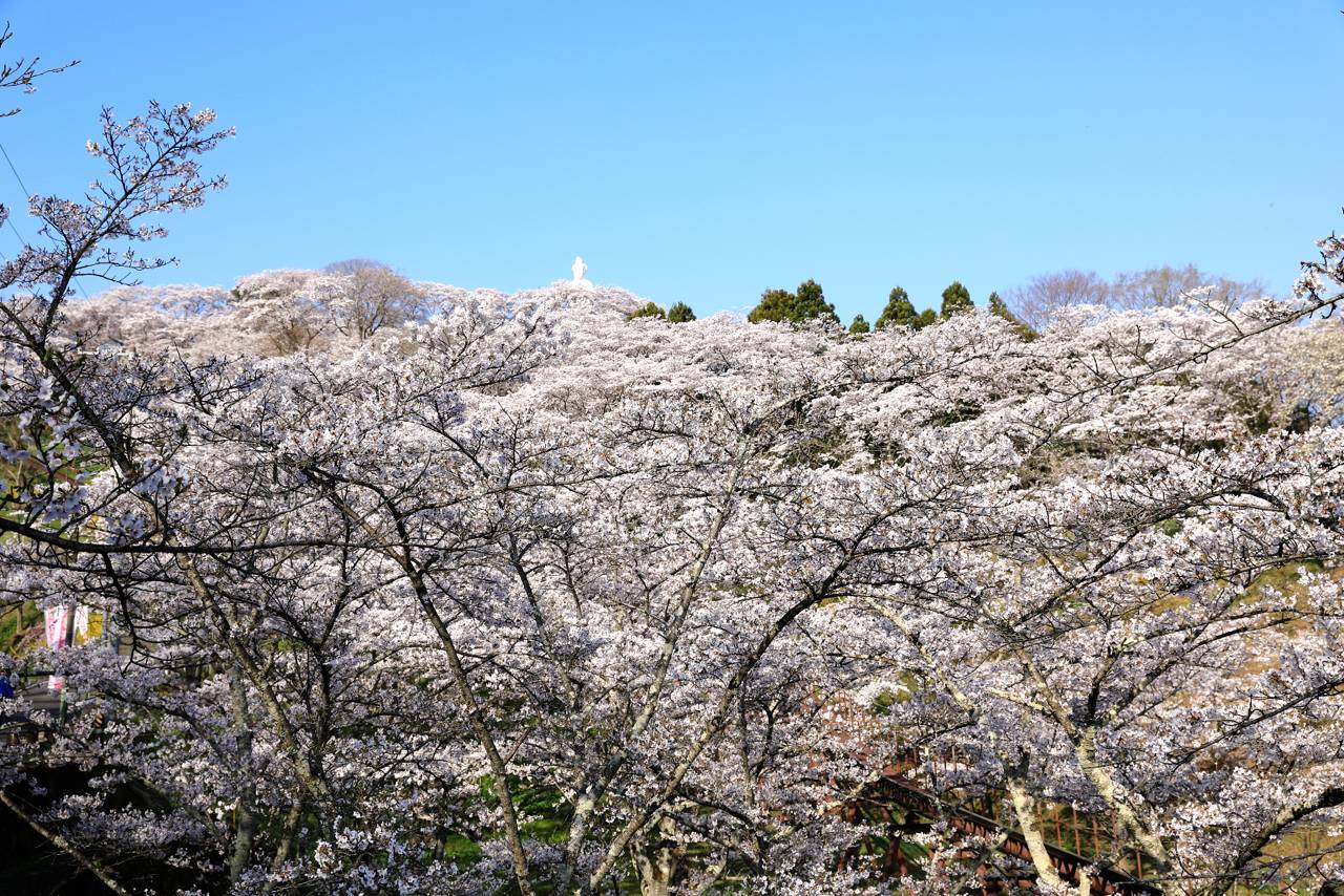 船岡城跡公園の桜