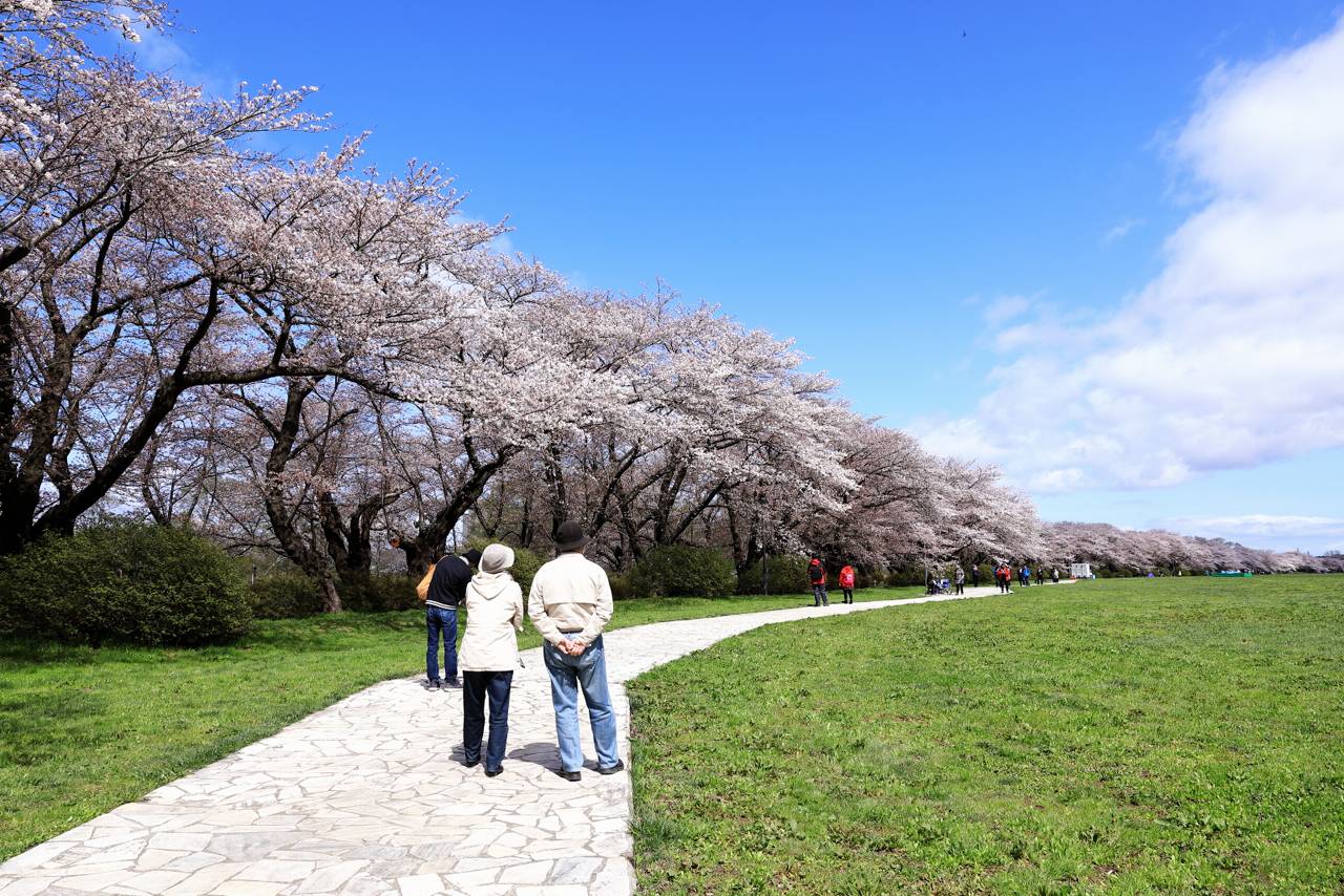 展勝地の桜