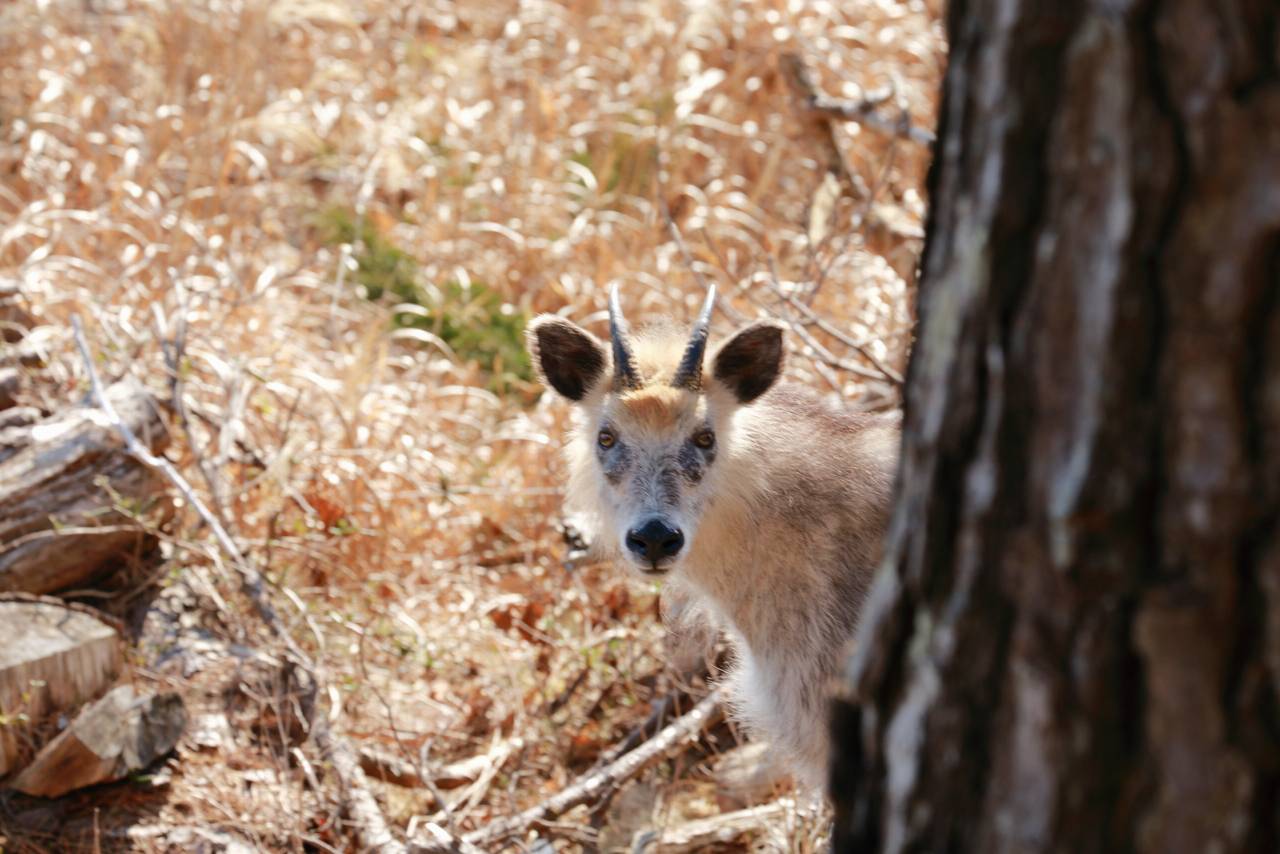 唐桑半島、半造で見つめあった鹿