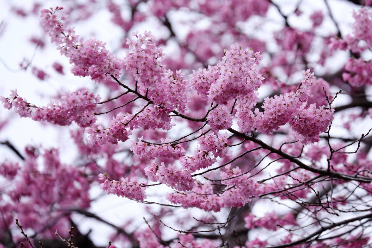 榴岡公園の桜（ちょっと早い）
