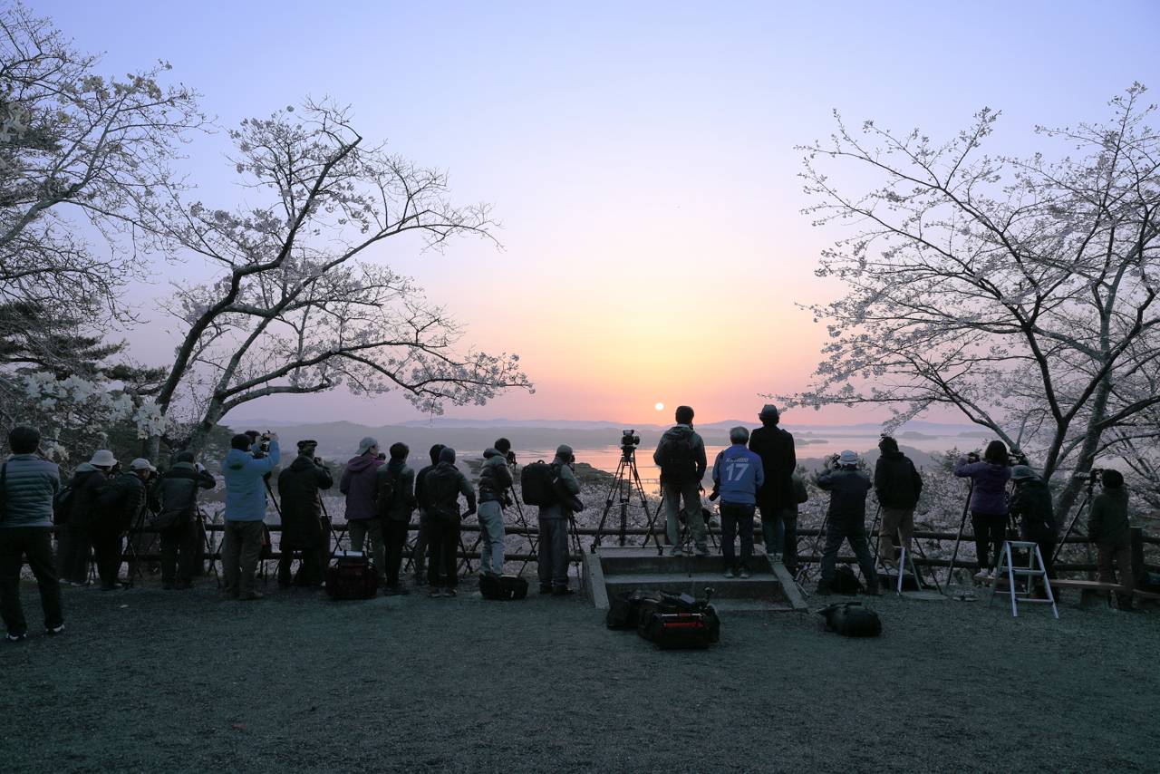 松島の朝日と桜（西行戻しの松公園）