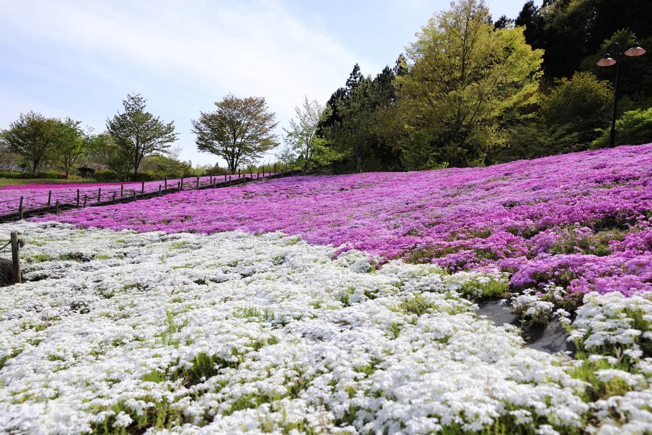 スパッシュランドしろいしの芝桜