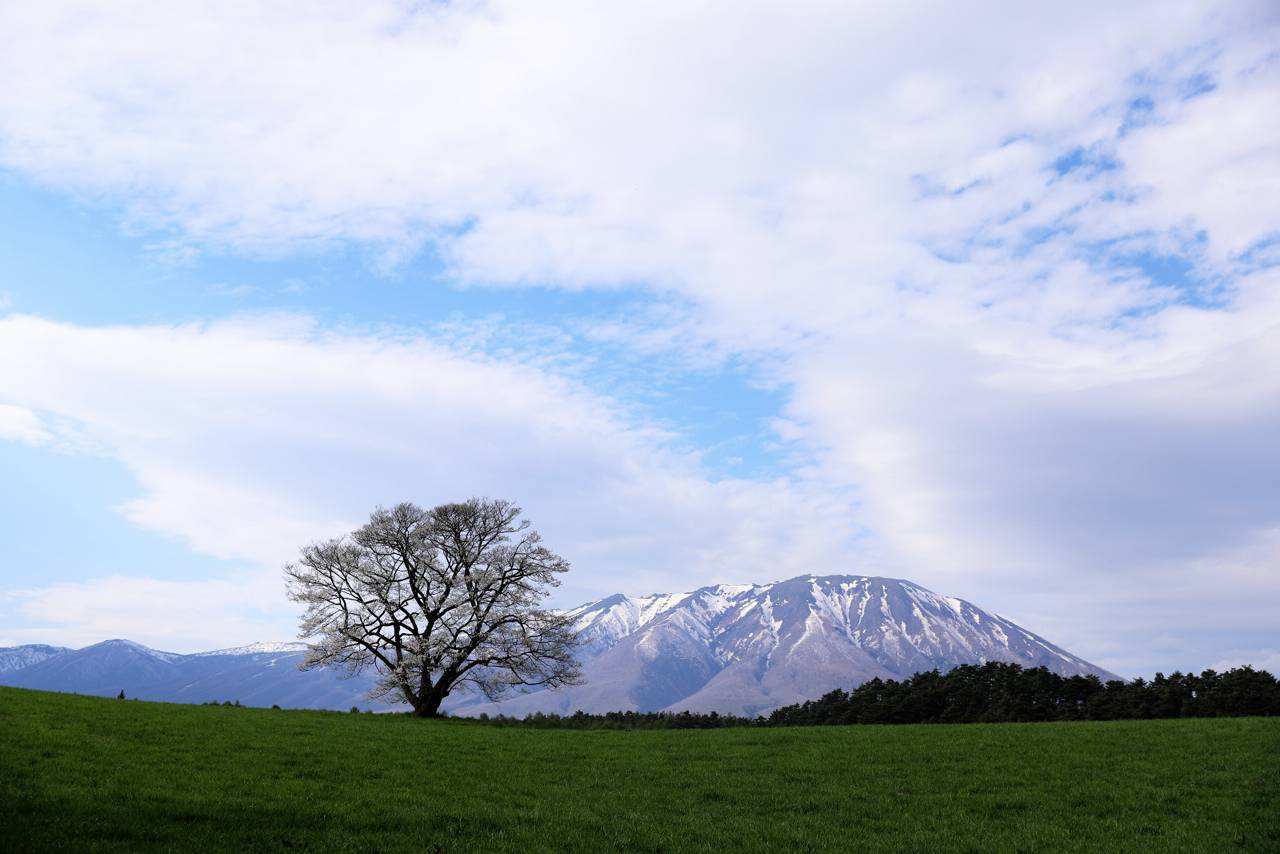 小岩井農場の一本桜