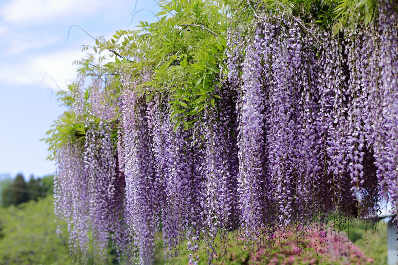 金蛇水神社の藤の花