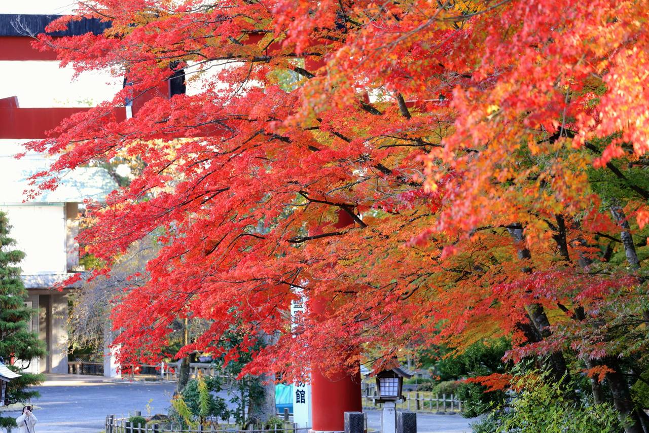 塩釜神社の紅葉と菊まつり