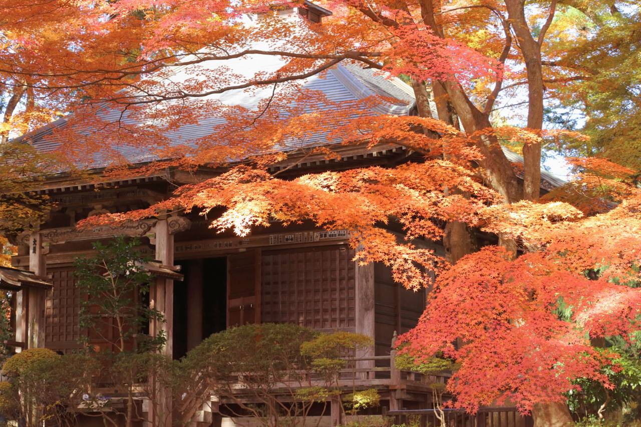 中尊寺の紅葉