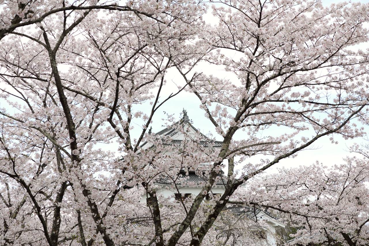 白石城の桜