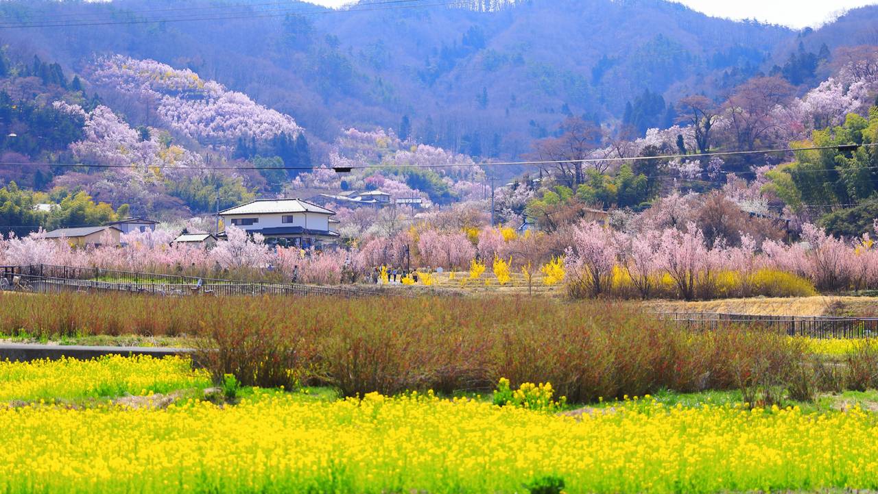 福島市、花見山公園