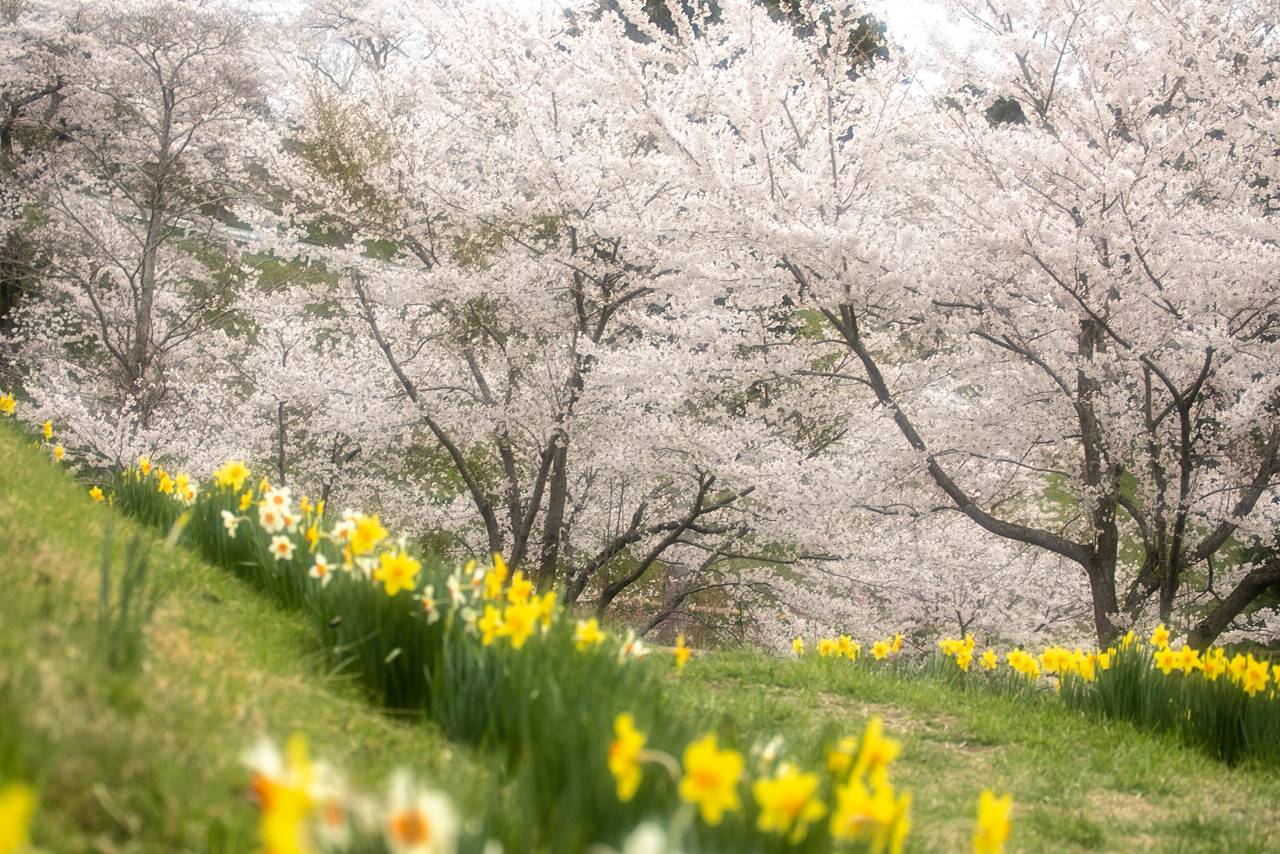 松山御本丸公園の桜（コスモス園）