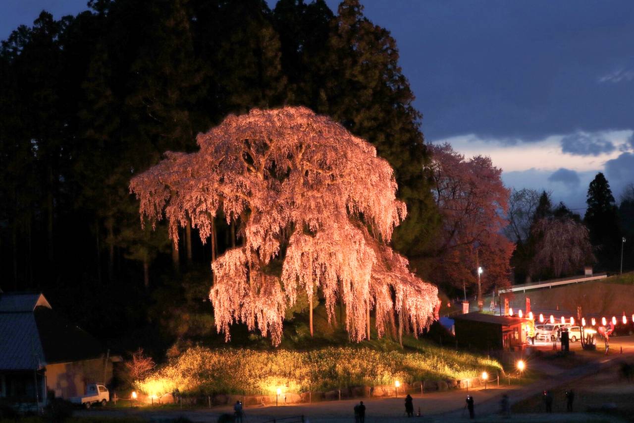 合戦場のしだれ桜（夫婦桜）