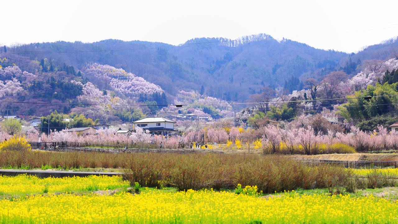 桃源郷の花見山公園