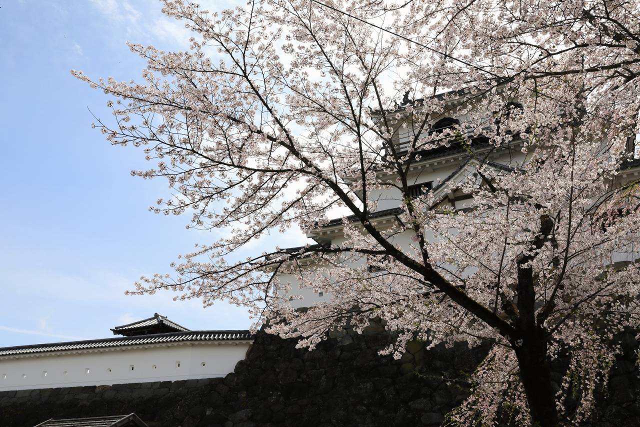 白石城、益岡公園の桜