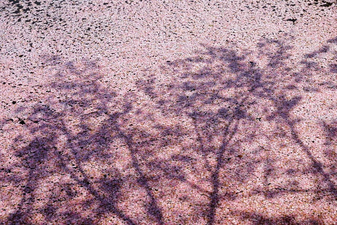 鶴岡公園の桜