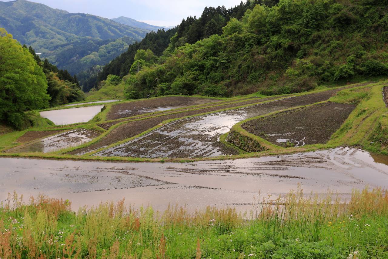 沢尻の棚田