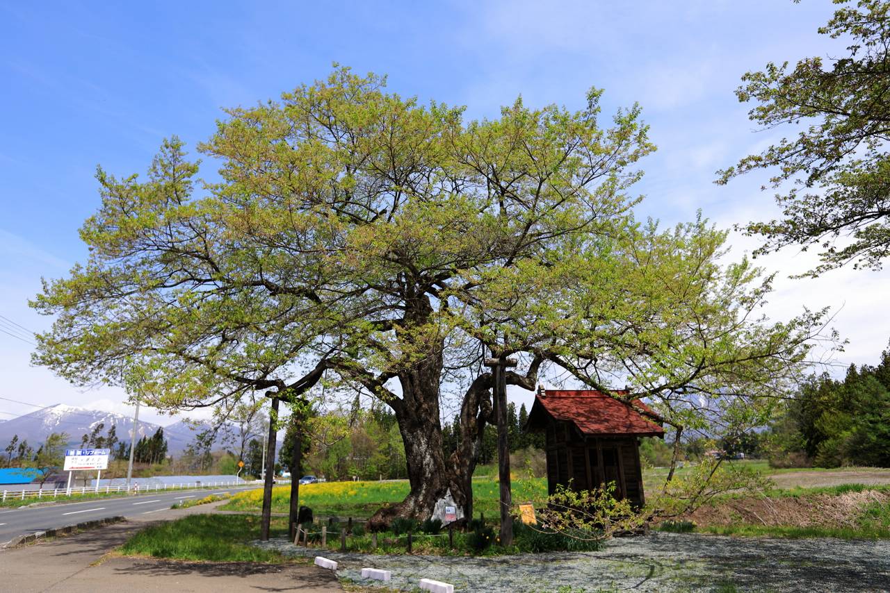 樹齢800年の弘法桜