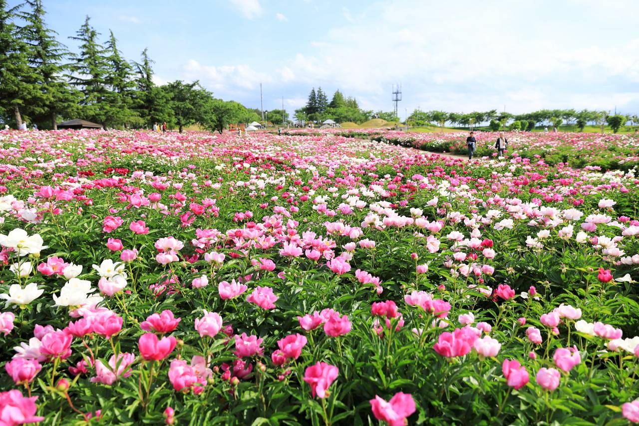 シャクヤクってどんな花だっけ