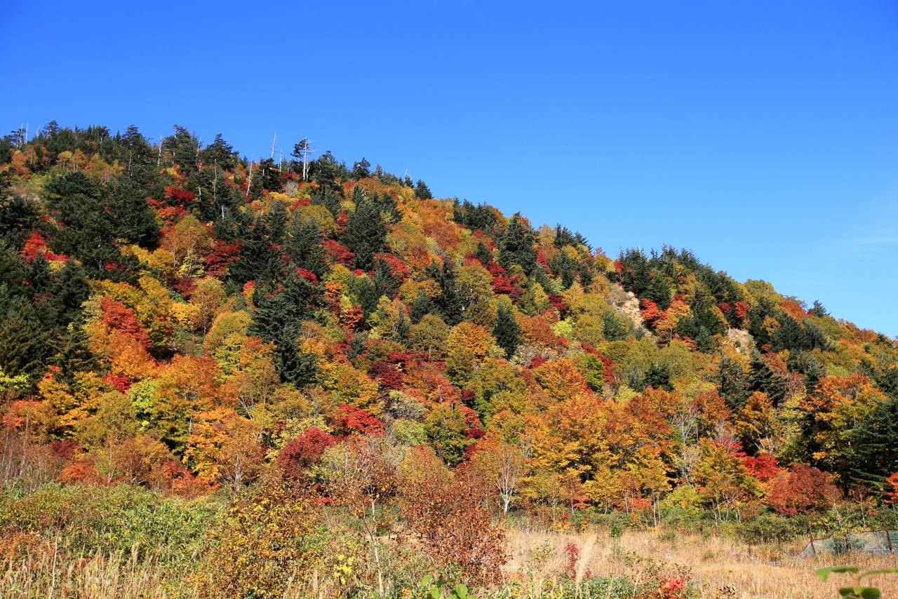 八幡平の紅葉は超気持ちいいですよ