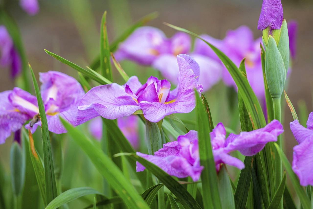 花菖蒲の郷公園