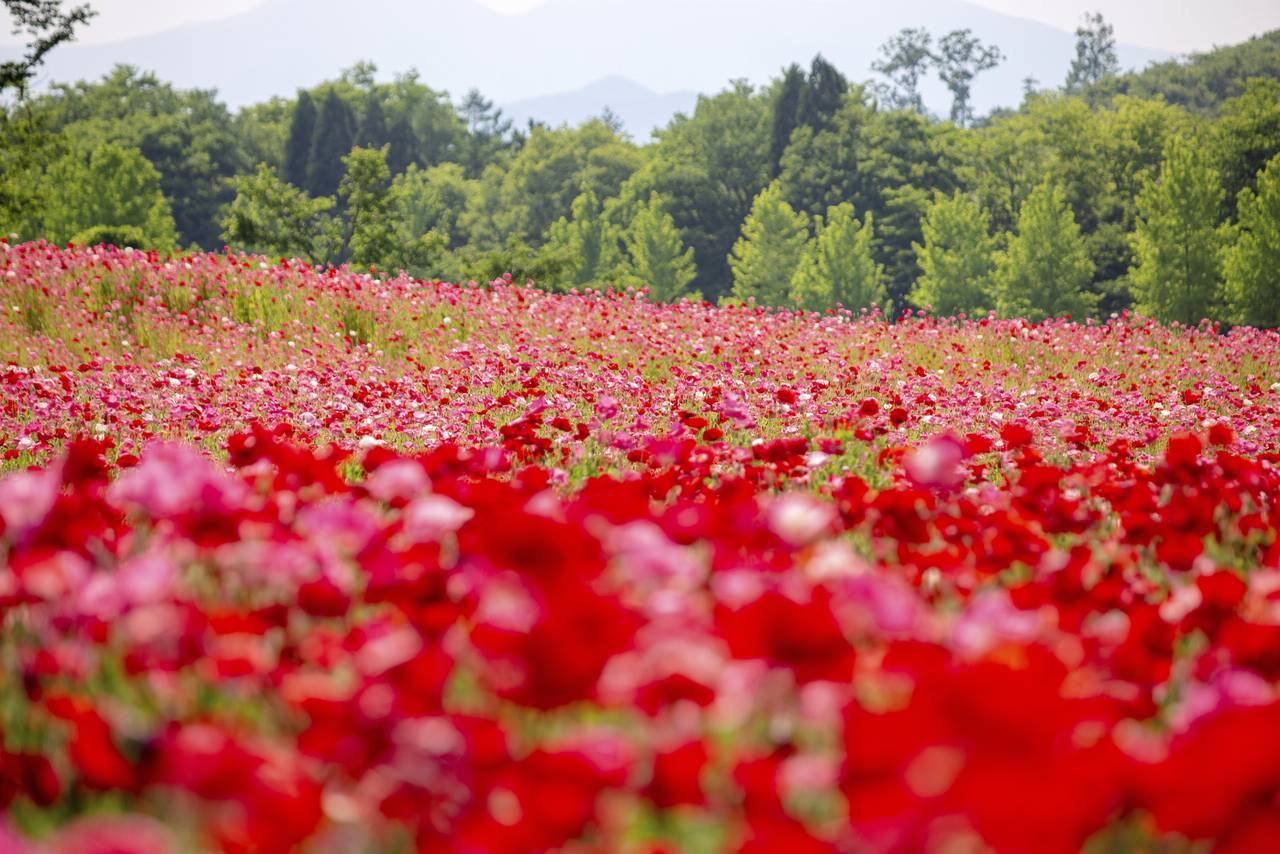 国営みちのく杜の湖畔公園　ポピーまつり