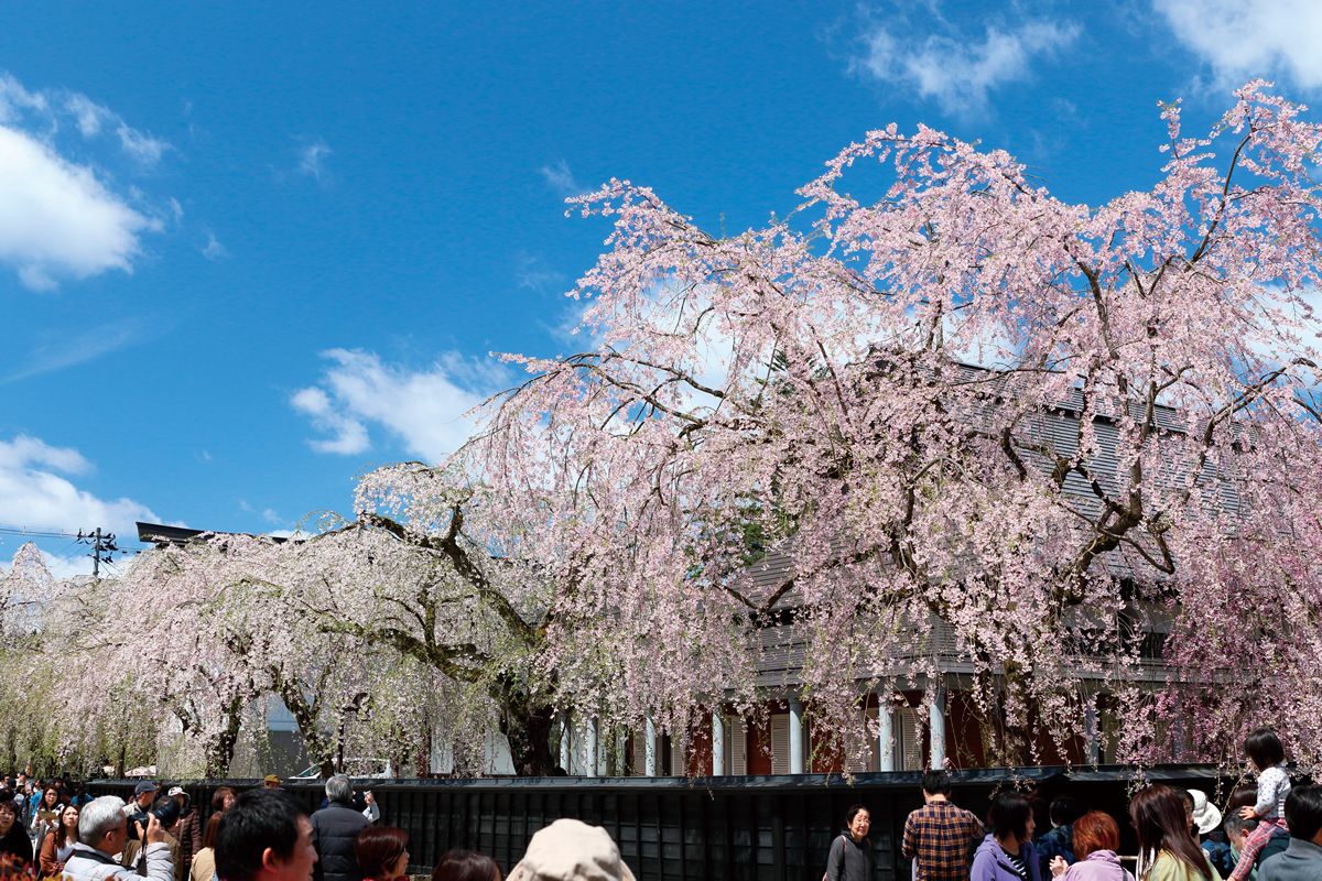 秋田県仙北市 角館武家屋敷通りの桜