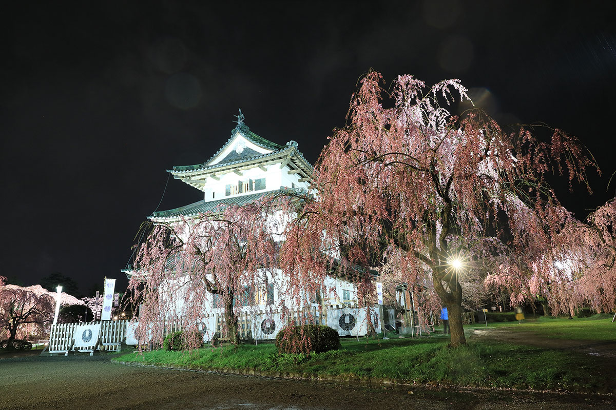 青森県弘前市 弘前城の桜