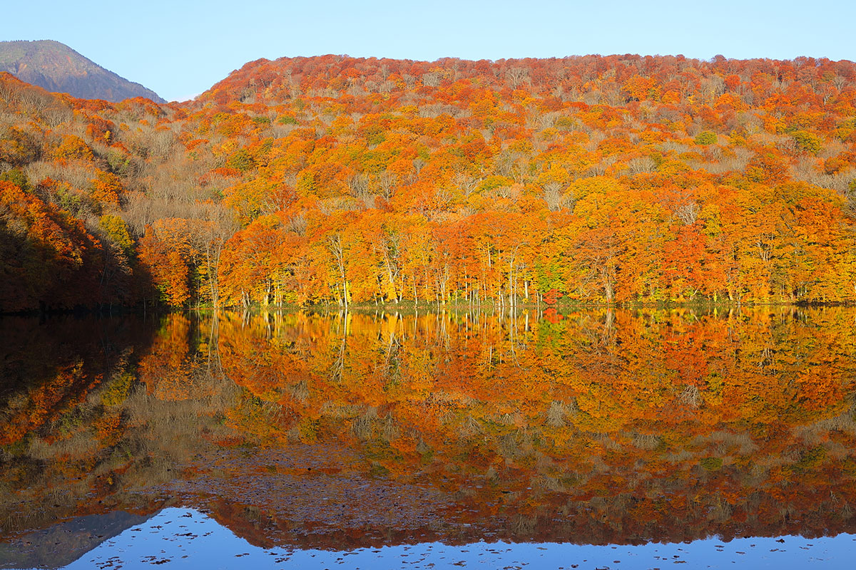 青森県十和田市 蔦沼の紅葉