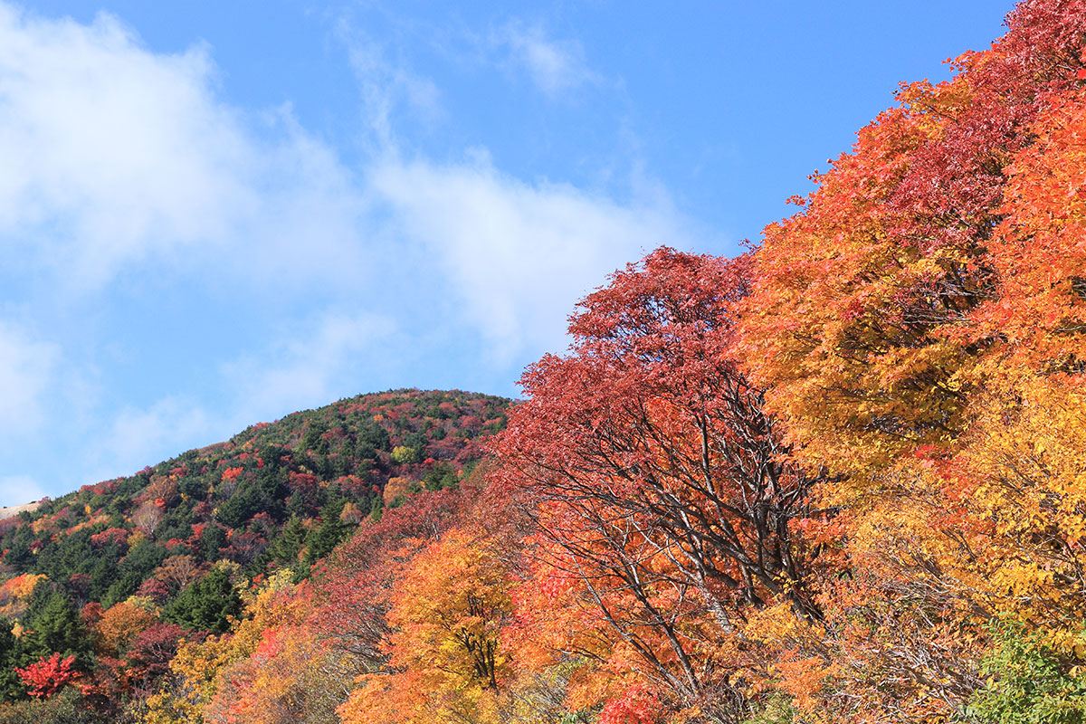 福島県福島市 磐梯吾妻スカイラインの紅葉