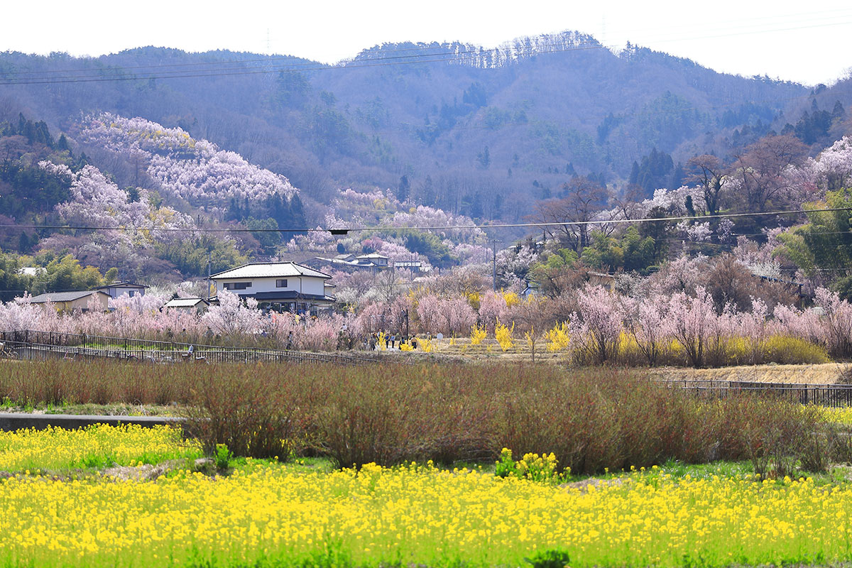 福島県福島市 桃源郷の花見山