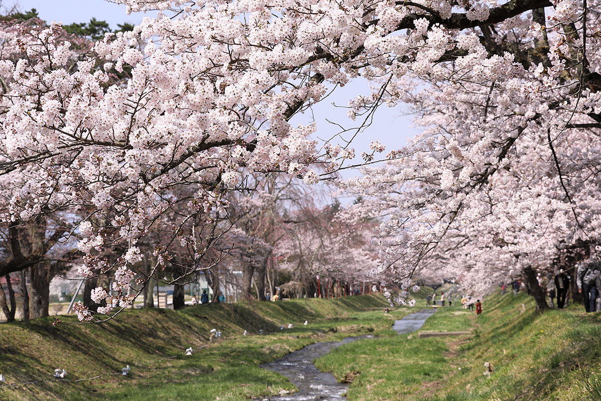 福島県猪苗代町 観音寺川の桜並木