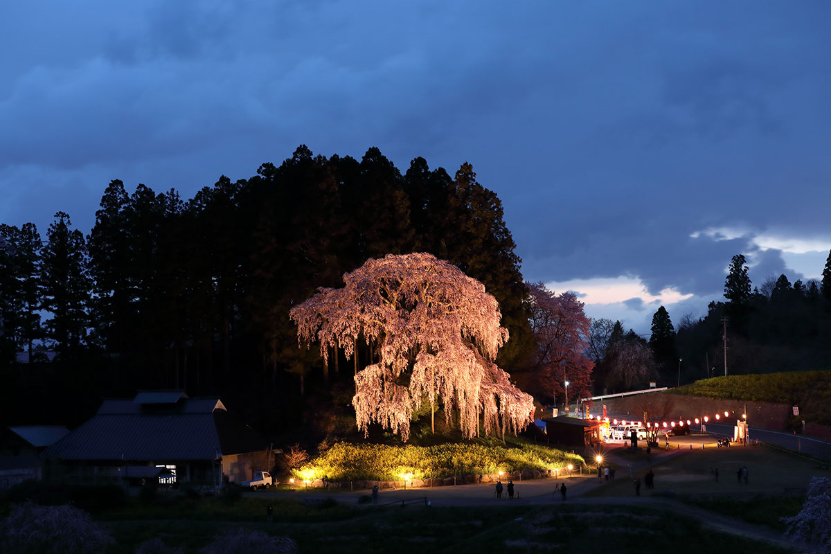 福島県二本松市 合戦場の枝垂れ桜