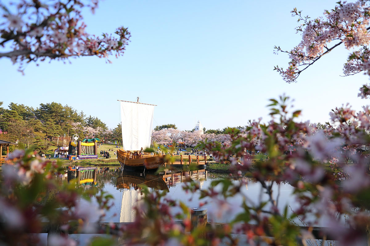 山形県酒田市 日和山公園の桜