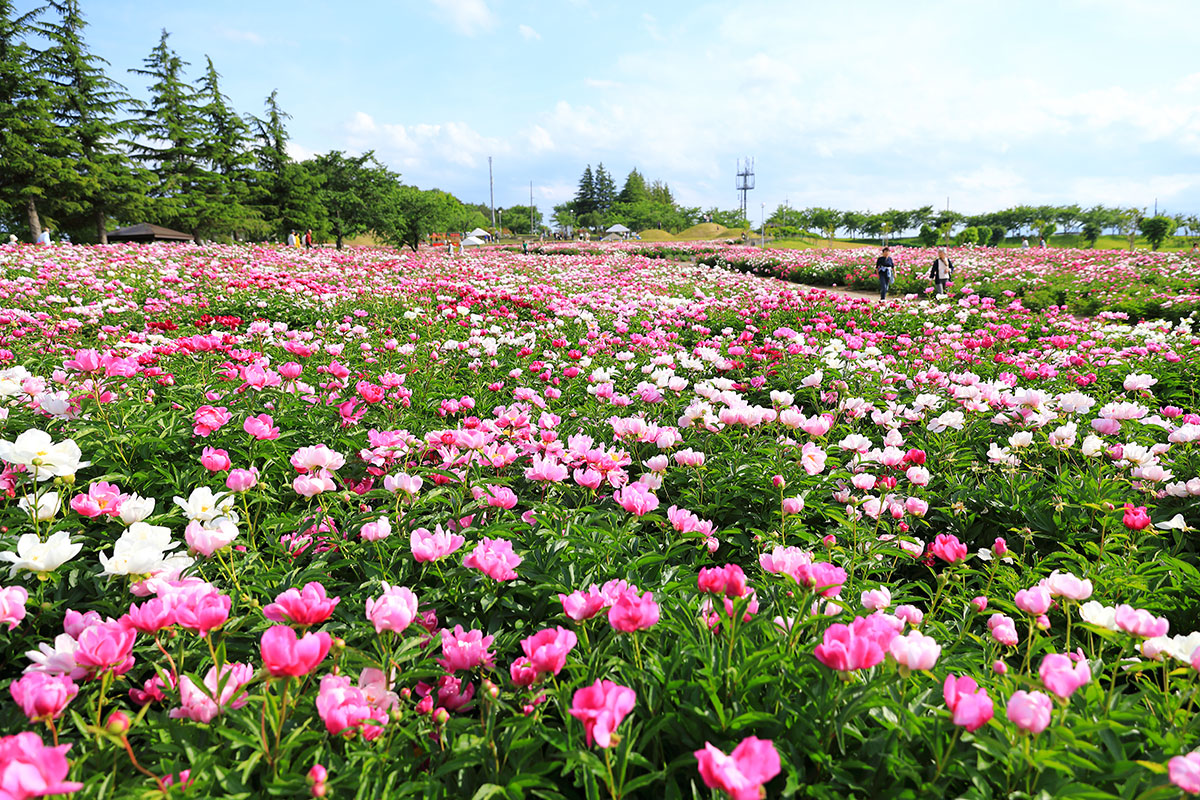 宮城県色麻町 シャクヤクまつり